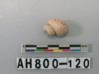 藏品(螺類)的圖片